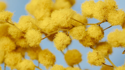 Fibra de acacia