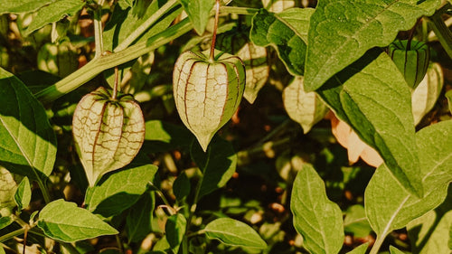 Ashwagandha