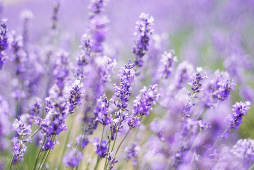 Lavanda