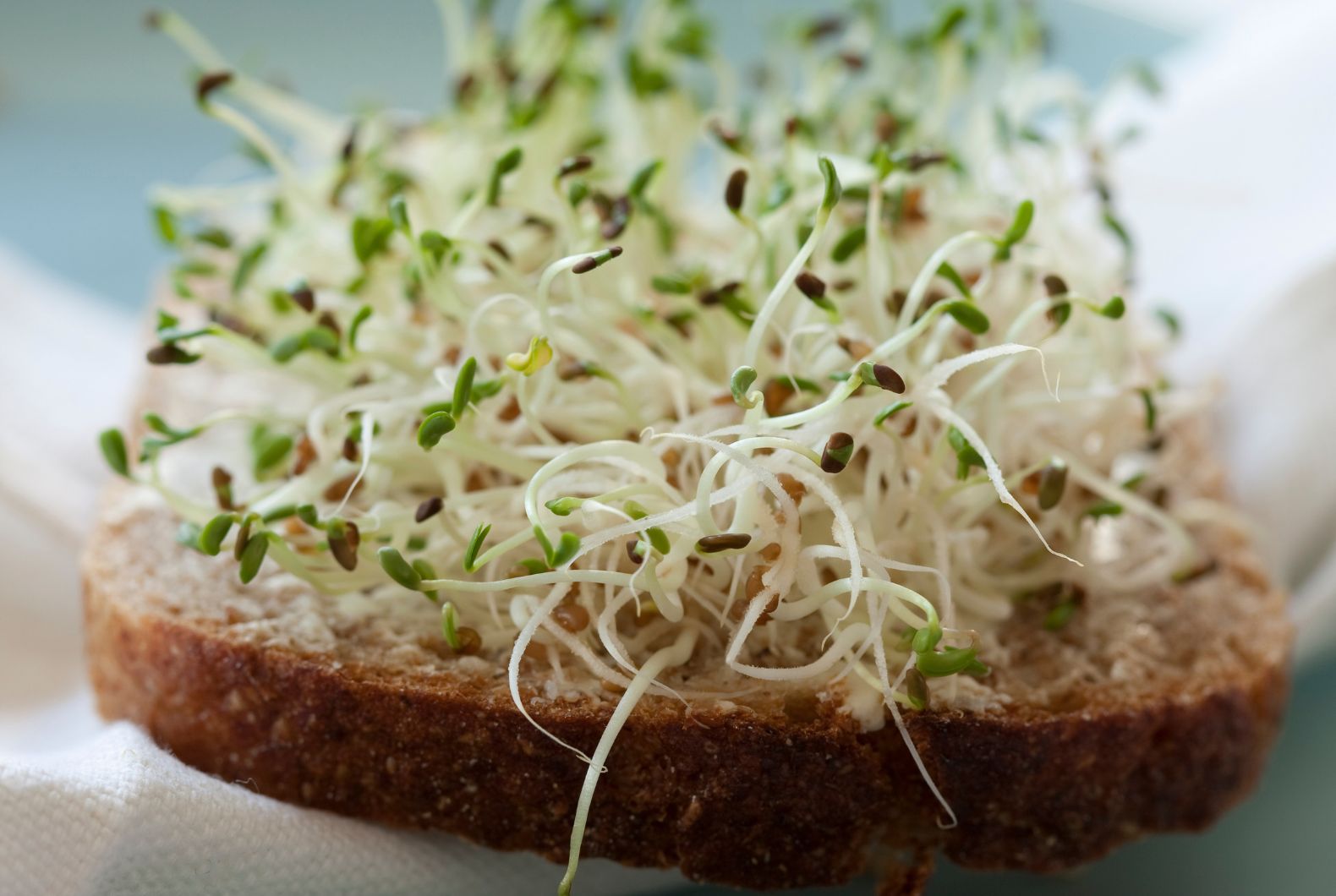 Alfalfa Propiedades