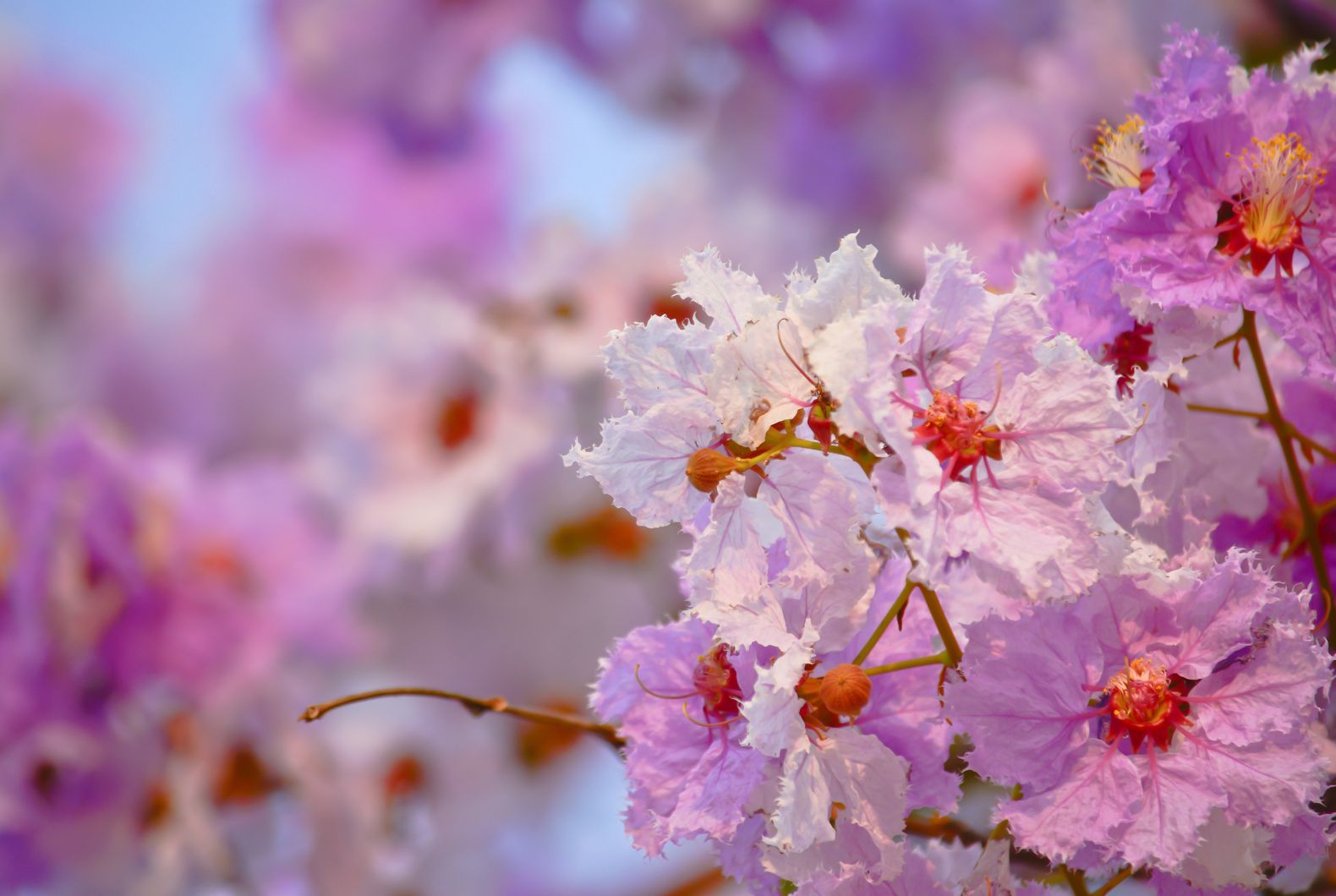 Banaba