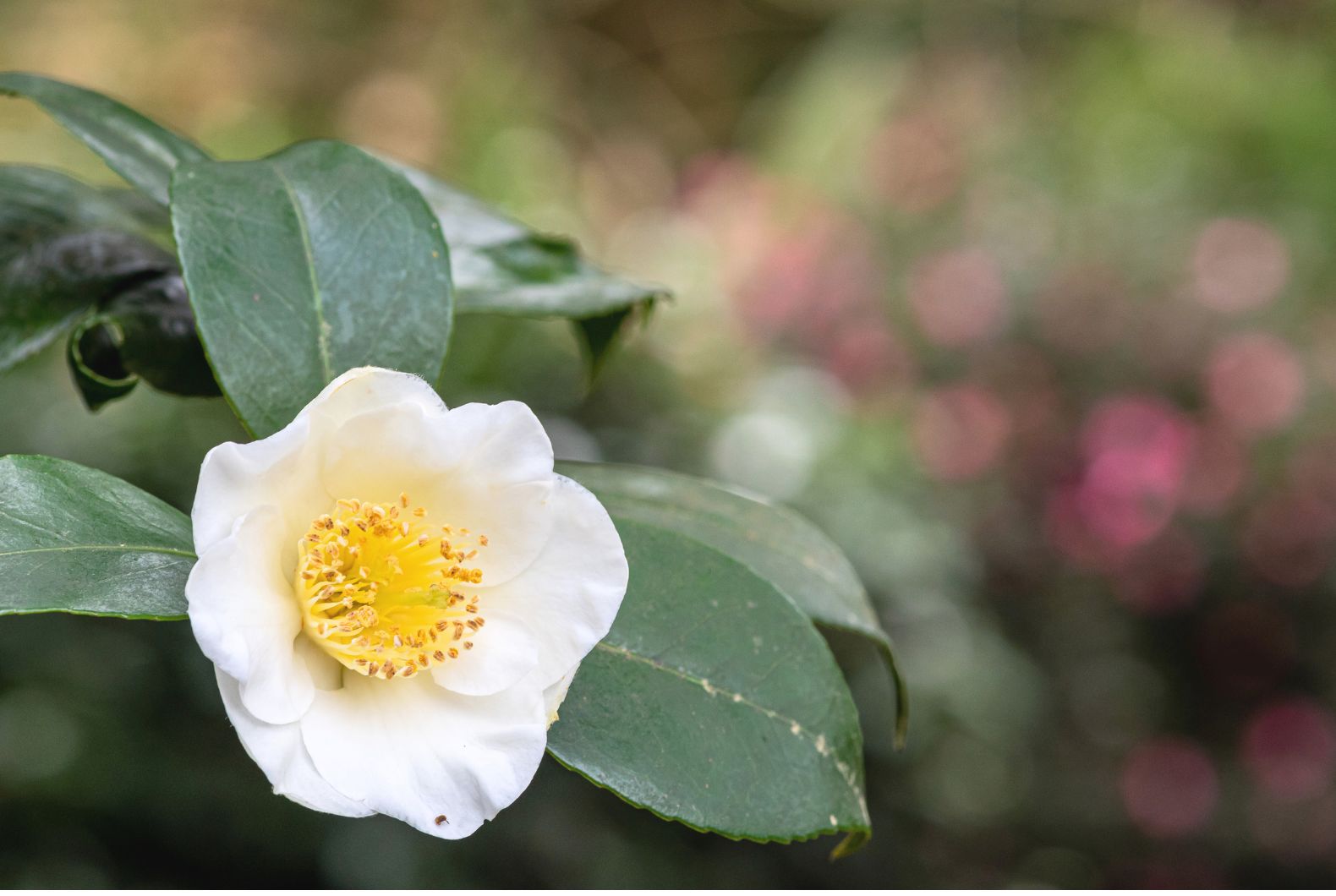 camellia sinensis