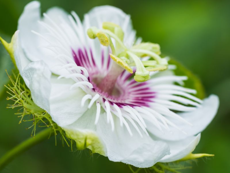 efectos secundarios de la pasiflora