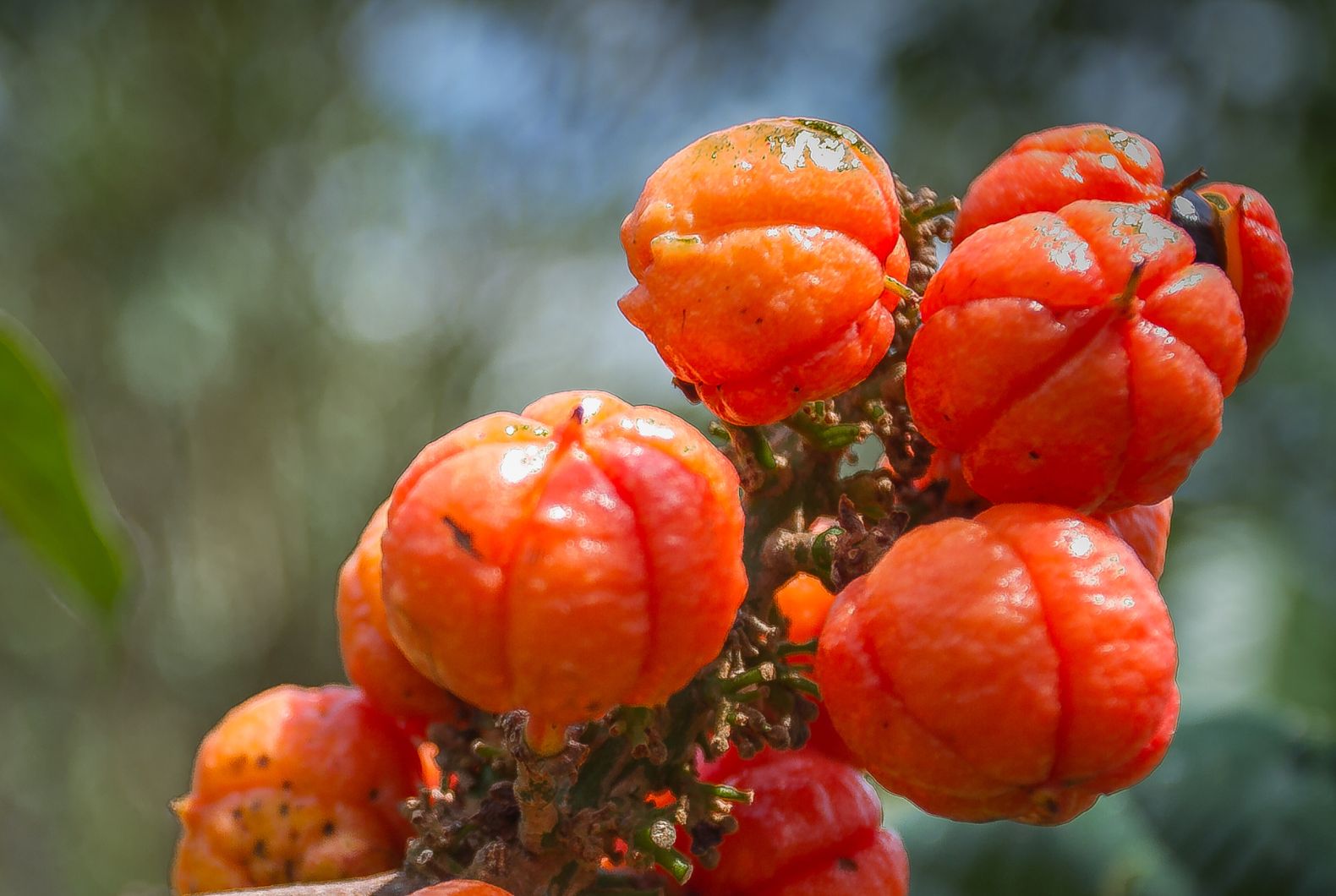 guaraná