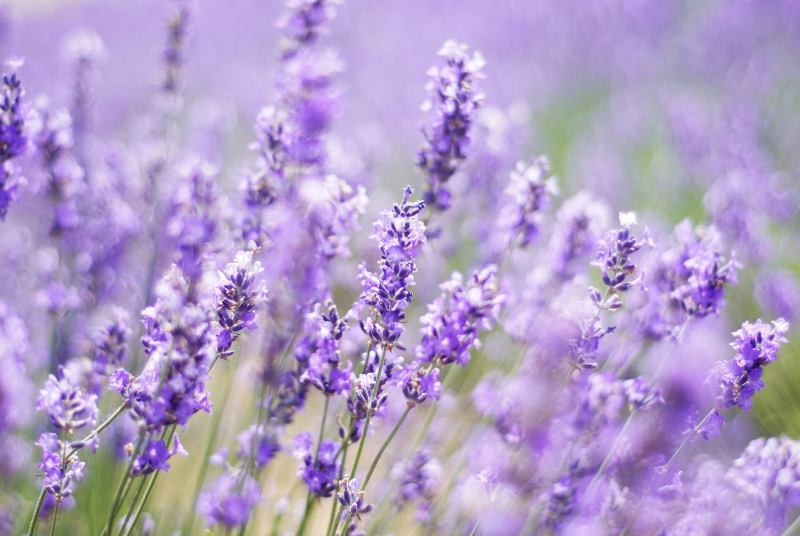 infusion lavanda