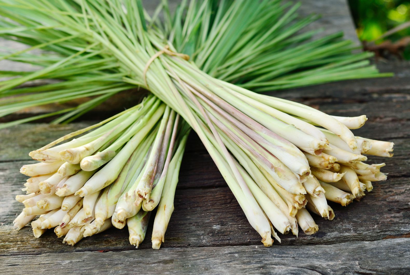 Lemongrass propiedades