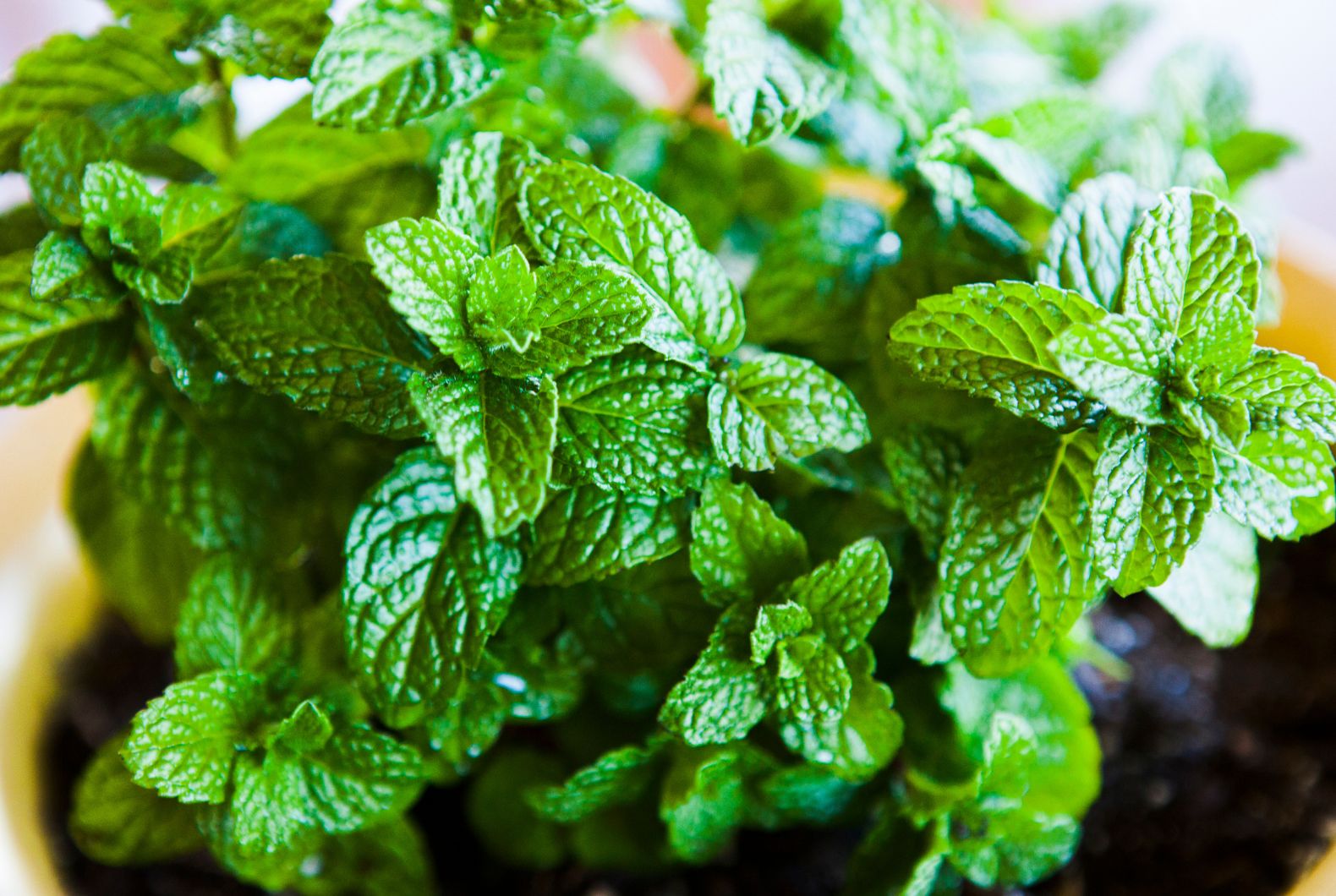 Para qué sirve la infusión de menta