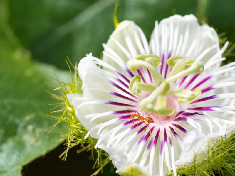 pasiflora para dormir