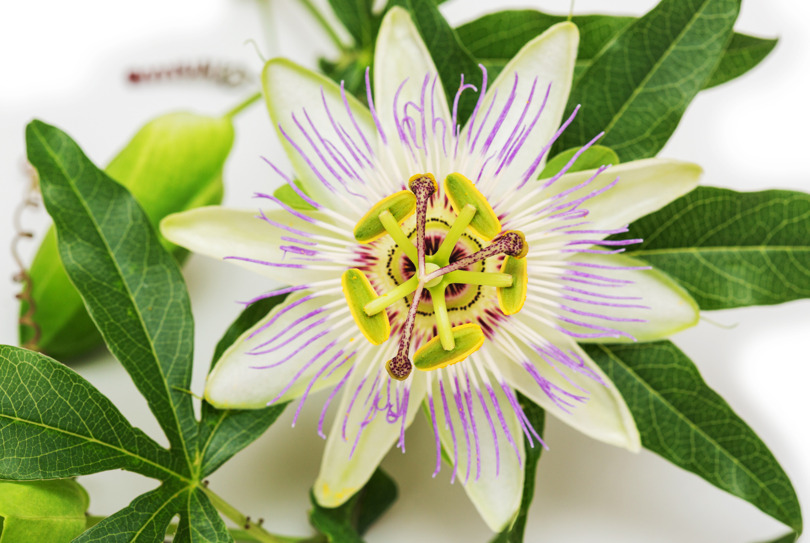 pasiflora para la ansiedad
