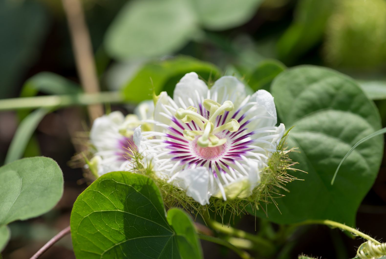propiedades pasiflora