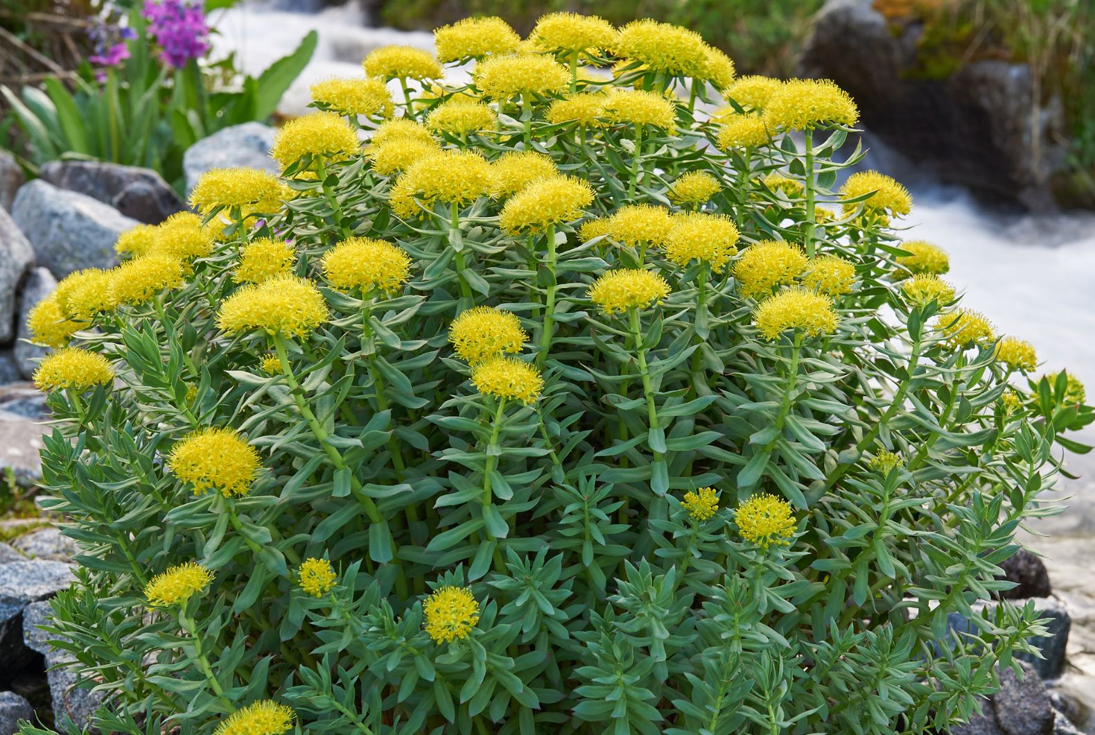 rhodiola rosea