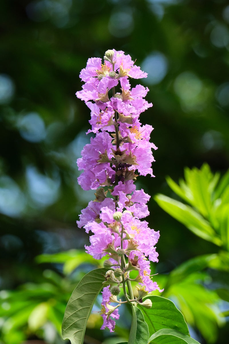 Banaba
