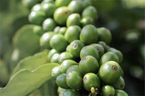 Café verde