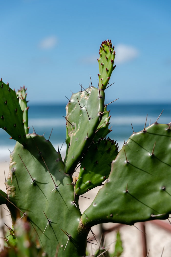 Nopal