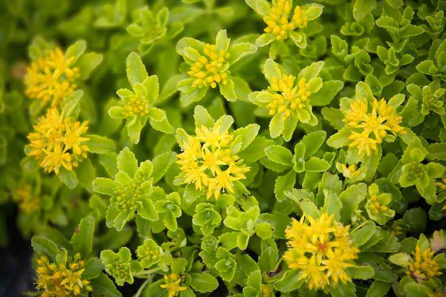Rhodiola